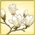 Item-WhiteMagnolia