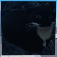 Second Corpse variant, current version, fourth cat variant (12 March 2025 – Present)