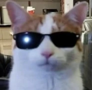 Yeti on its bugged Index icon.