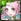 No. 10232 Shining Lead Songstress - Virginia