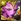 No. 2830 Seed of Forgiveness - Strelitzia