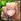 No. 10323 Shiny Heart-stealer - Ourea