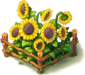 Sunflowers 300 10