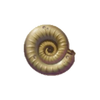 Ammonite