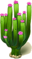 Cactus 5 000 6