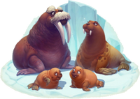 Walrus Page