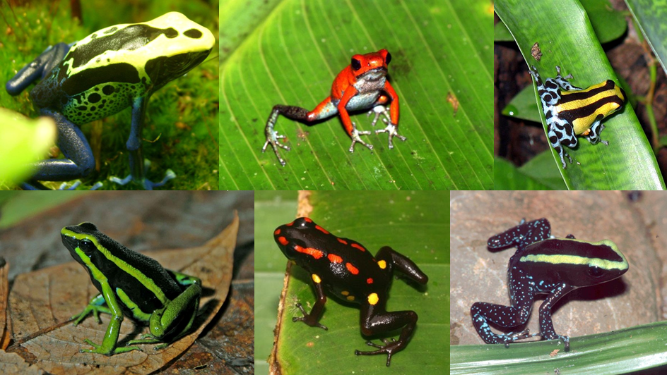 Poison dart frog | Poison Dart Frog Wiki | Fandom