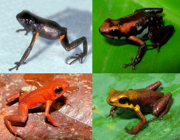 Strawberry poison-dart frog - Wikipedia