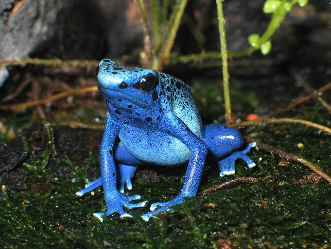 Poison dart frog | Poison Dart Frog Wiki | Fandom