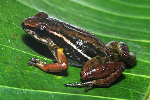 Frog - Wikipedia