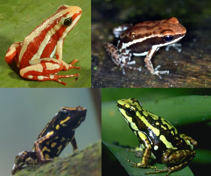 Epipedobates | Poison Dart Frog Wiki | Fandom