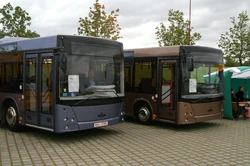 baumschule horstmann olivenbaum Olivenbaum / Olea europaea online kaufen