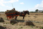 Horse and cart transport of harvest - barleylands 2011 -IMG 6220