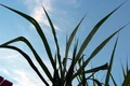 Sugar cane leaves