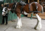 Dray horse being harnessed