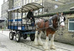 Dray horse harnessed to cart
