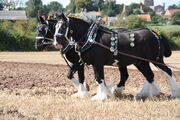 Two Horse power at gamston WW 11 - IMG 3285