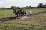 Horse ploughing demonstration