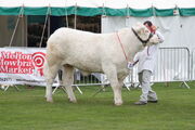 East of Engjand Show livestock judging - IMG 0109