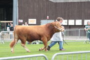 Stock ring at EofES 2010 - IMG 0110