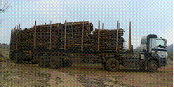 Timber hauling.png (9 KB) Timber hauling Multdrive Trailers