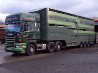 Scania R620 with a quad deck livestock body trailer for sheep or pig transport