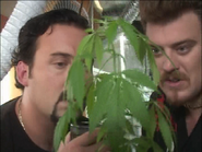 2x04-dope.png (376 KB) The boys inspect their infested crop.