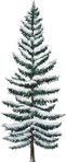 Snowy Tall Spruce