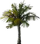 Small Palm