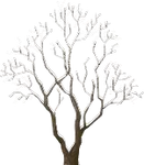 Icy Tree