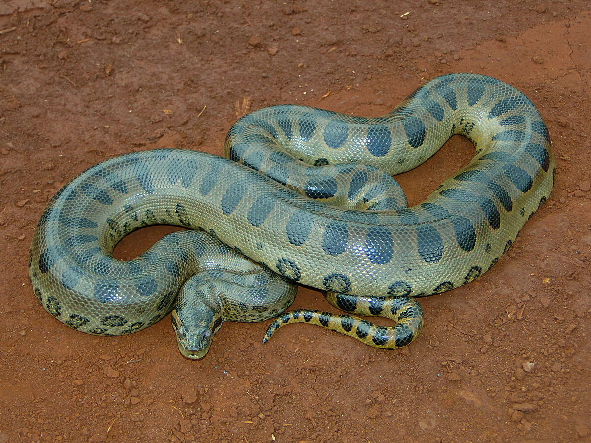 Anaconda | Transformations Wiki | Fandom