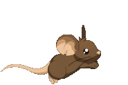Mouse running