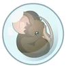 Rollout.png (36 KB) Image