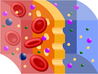 Semipermeable membrane