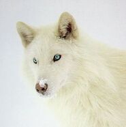 8d9bc283e36a8e83120d6848e2823ad5--blue-eyed-animals-white-wolves