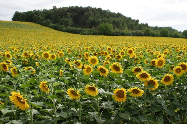 Valle Girasol | Wiki Traspes | Fandom