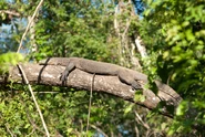 Gigantic monitor lizard, Kinabatangan river, Sabah, Malaysia