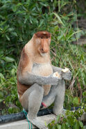 Proboscis Monkey, Sabah, Malaysia