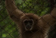 Gibbon monkey, Phuket, Thailand