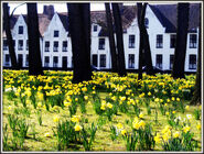 Spring at the beguinage