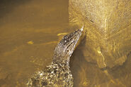 Monitor lizard, Kinabatangan river, Sabah, Malaysia