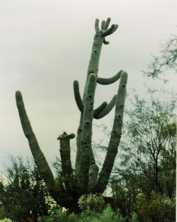 Saguaro Cactus