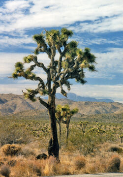 Joshua Tree