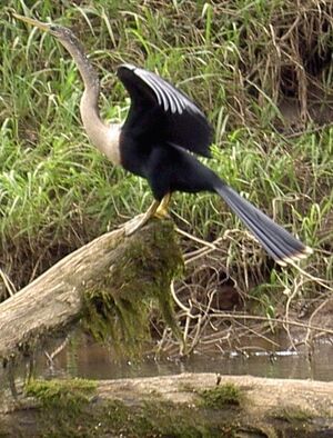 Anhinga b