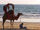Karachi Beach Camel.jpeg