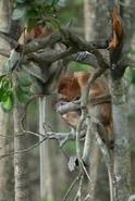 Proboscis Monkey, Sabah, Malaysia