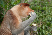 Proboscis Monkey, Sabah, Malaysia