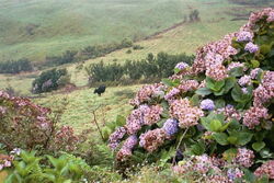 Azores1