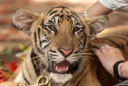 Tiger temple near Kanchinaburi, Thailand