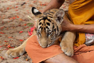 Tiger temple near Kanchinaburi, Thailand